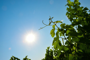 Focus on foliage of the vine in summer-Vineyard landscape-Vineya