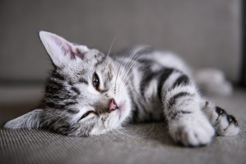 Cute American cat Kitten