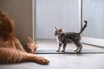 Cute American cat Kitten