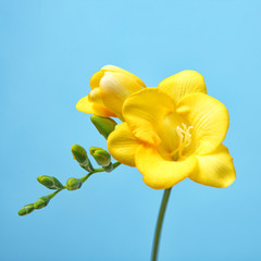 Beautiful freesia flower on color background