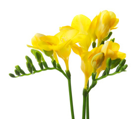 Beautiful freesia flowers on white background
