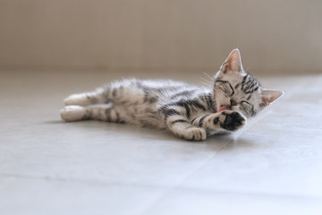 Cute American cat Kitten
