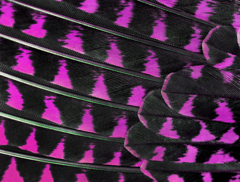 colorful feathers of a bird closeup folded in a row like a fan