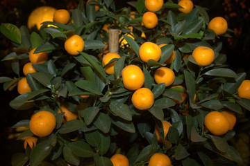 tangerines on a tree