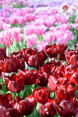 Fresh red and yellow tulips