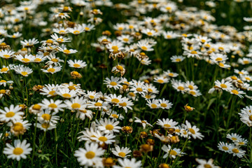 Field of white flowers
