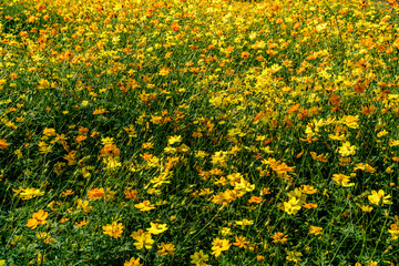 Obraz premium yellow cosmos flowers