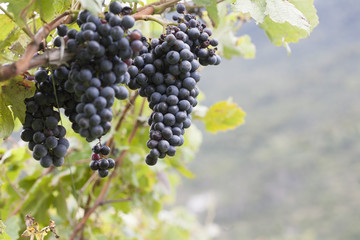 Die Weinlese kann beginnen