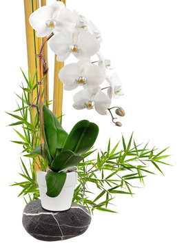 bambous et tige d'orchidée blanche 