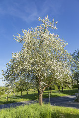 Fototapeta na wymiar white blooming apple tree