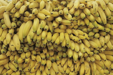 BRAZILIAN BANANAS 