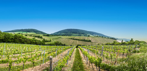 Fototapeta na wymiar view of vineyard in spring time