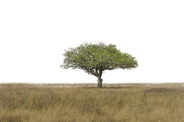 Hill and tree isolate with white background