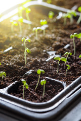 seedling plants growing in germination plastic tray