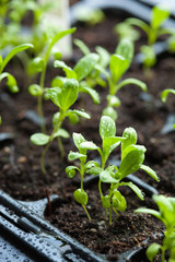 seedling plants growing in germination plastic tray