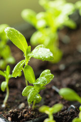seedling plants growing in germination plastic tray