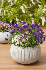 beautiful pansy summer flowers in flowerpots in garden
