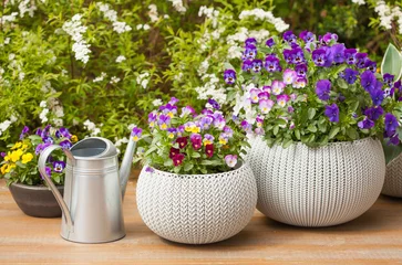 Poster beautiful pansy summer flowers in flowerpots in garden © Olga Miltsova
