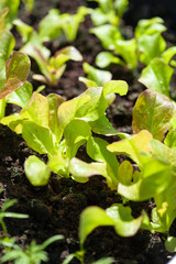 growing radish and salad in container on balcony. vegetable garden