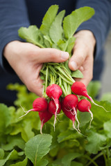 man gardener picking radish from vegetable container garden on balcony