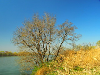 芽吹きの樹のある江戸川河畔