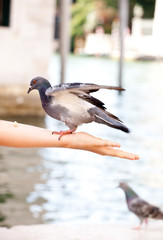 Feeding the dove in Venice, blurred background