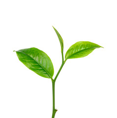 green tea leaf on white background