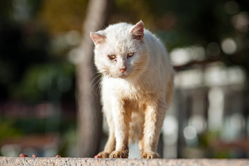 Einst war er ein Krieger