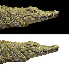Crocodile head and torso close-up on isolated background