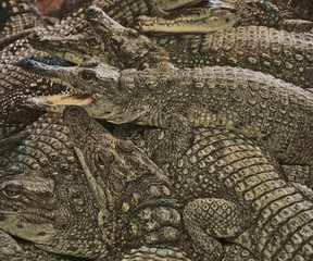 A bunch of crocodiles lying on each other