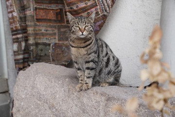 Lovely grey cat sitting on the rock and looking tiredly