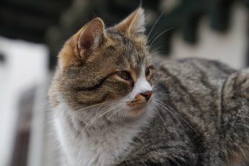 Closeup lovely gray cat looking back tiredly
