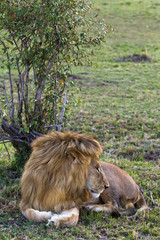 Naklejka premium Portrait of beautiful lion. Savanna of Africa.