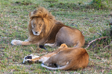 Loving couple. Resting in the savanna. Masai Mara, Kenya	