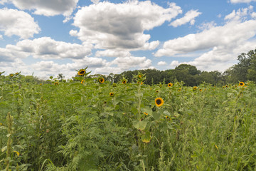 sunflower with blue sky and puffy clouds