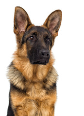 portrait of a shepherd puppy looking