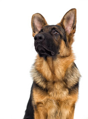 portrait of a shepherd puppy looking