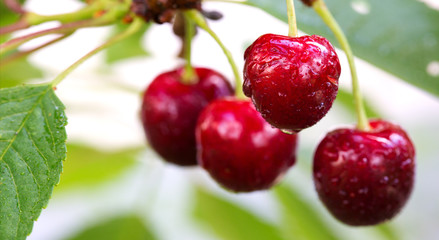 Cherry on a tree branch close up.