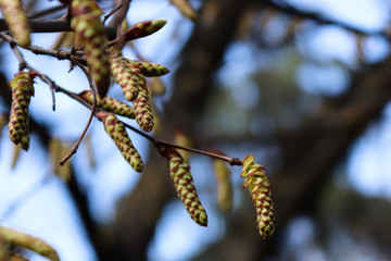 First blooms of spring