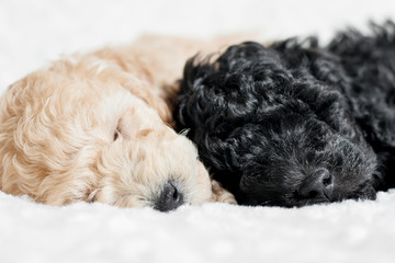 two puppies beige and black