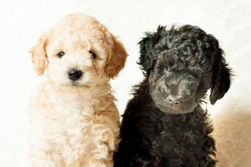 two puppies beige and black sit