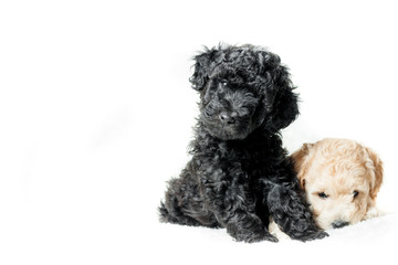 two puppies beige and black