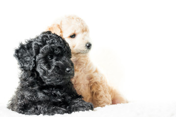 two puppies beige and black