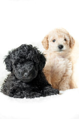 two puppies beige and black