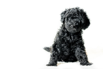 black puppy is lying on a white blanket