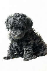 black puppy is lying on a white blanket