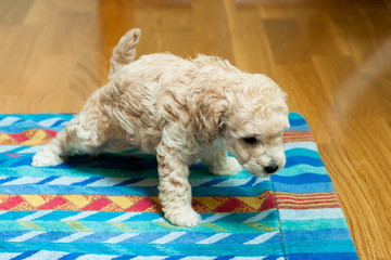 the puppy pisses on the litter © mikhasik