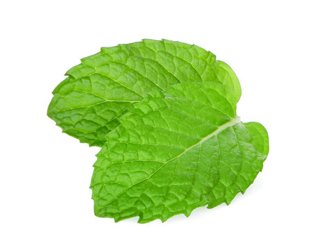 two fresh mint leaf isolated on white background