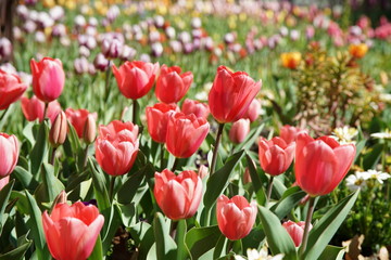 Beautiful and colorful close up shot of Tulip blossom