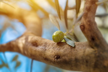 Ripe green olive fruit on branch in organic orchard